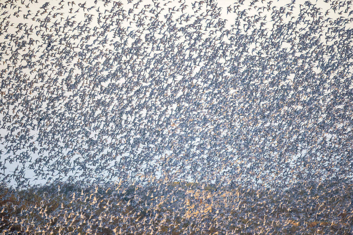Red Knots in flight, Snettisham